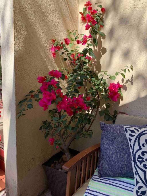 Rocio Paradise Penthouse Apartment Sayulita