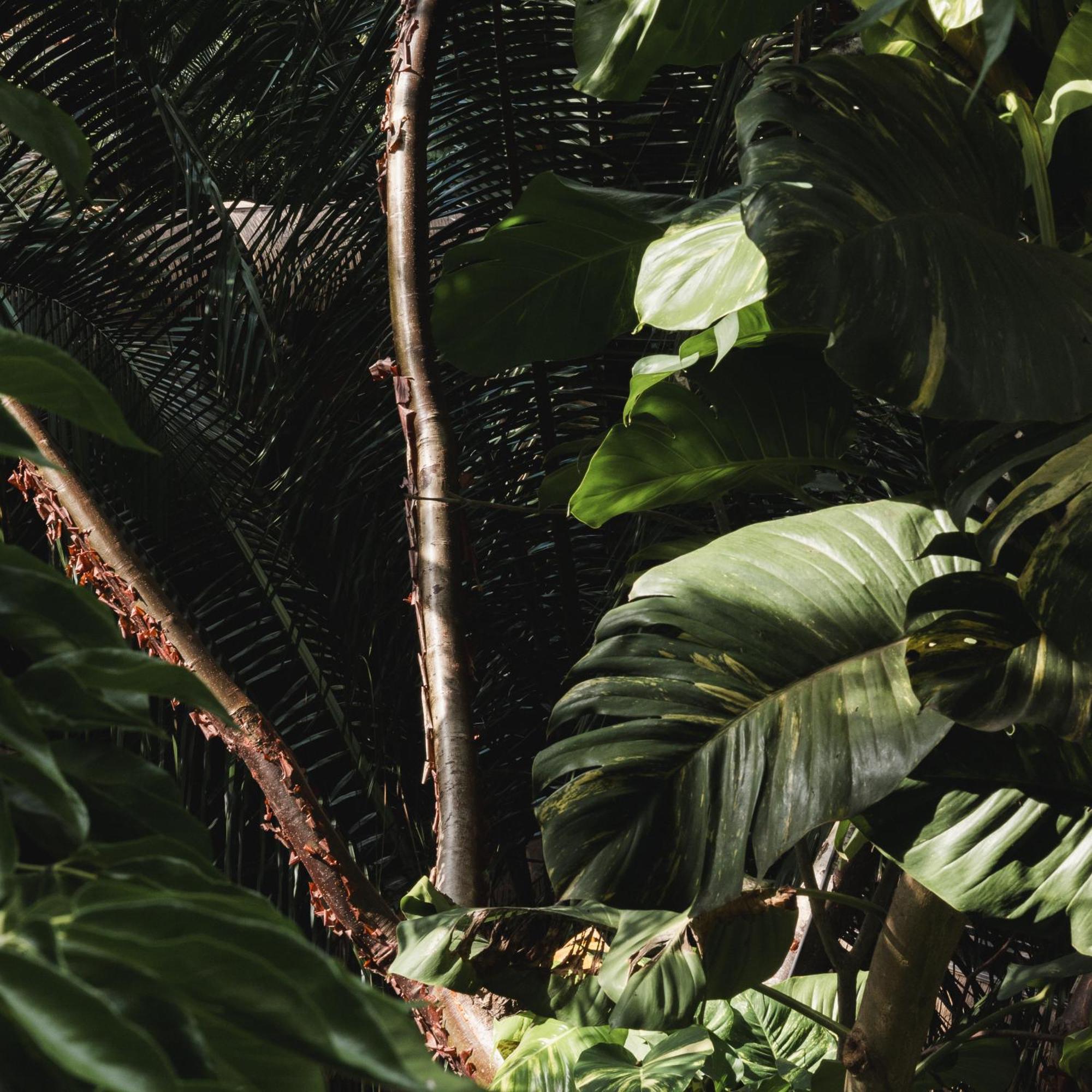 Casa Selva Sayulita