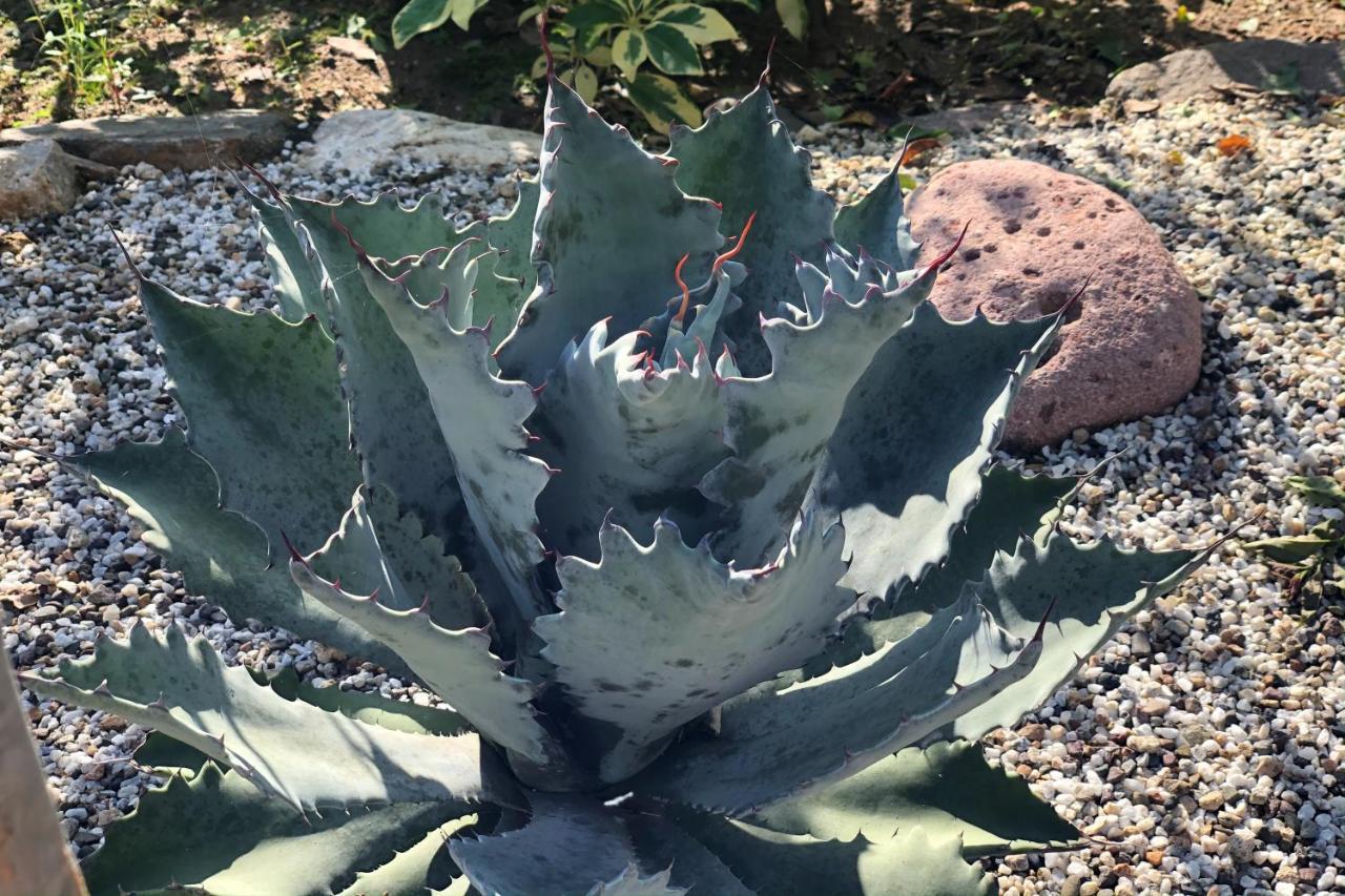 Iguana Verde