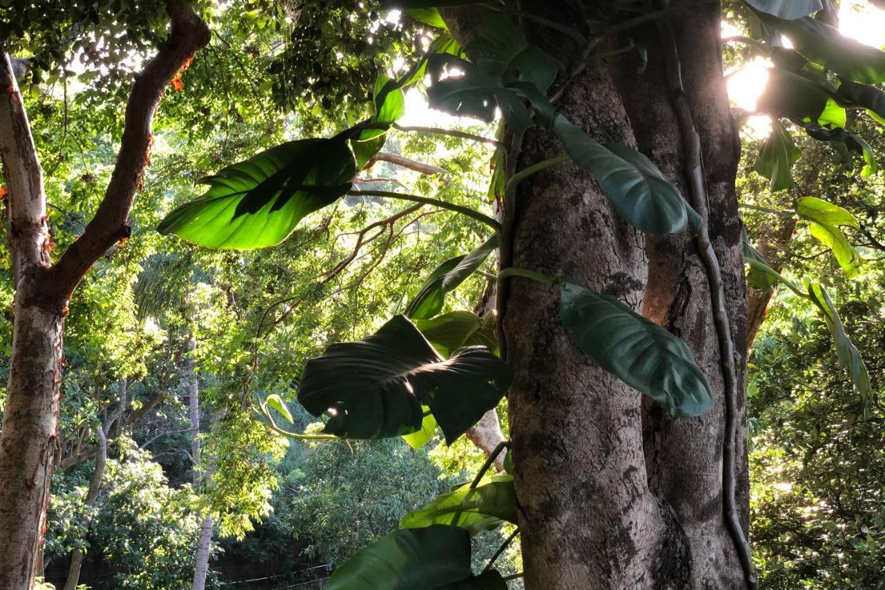 Iguana Verde