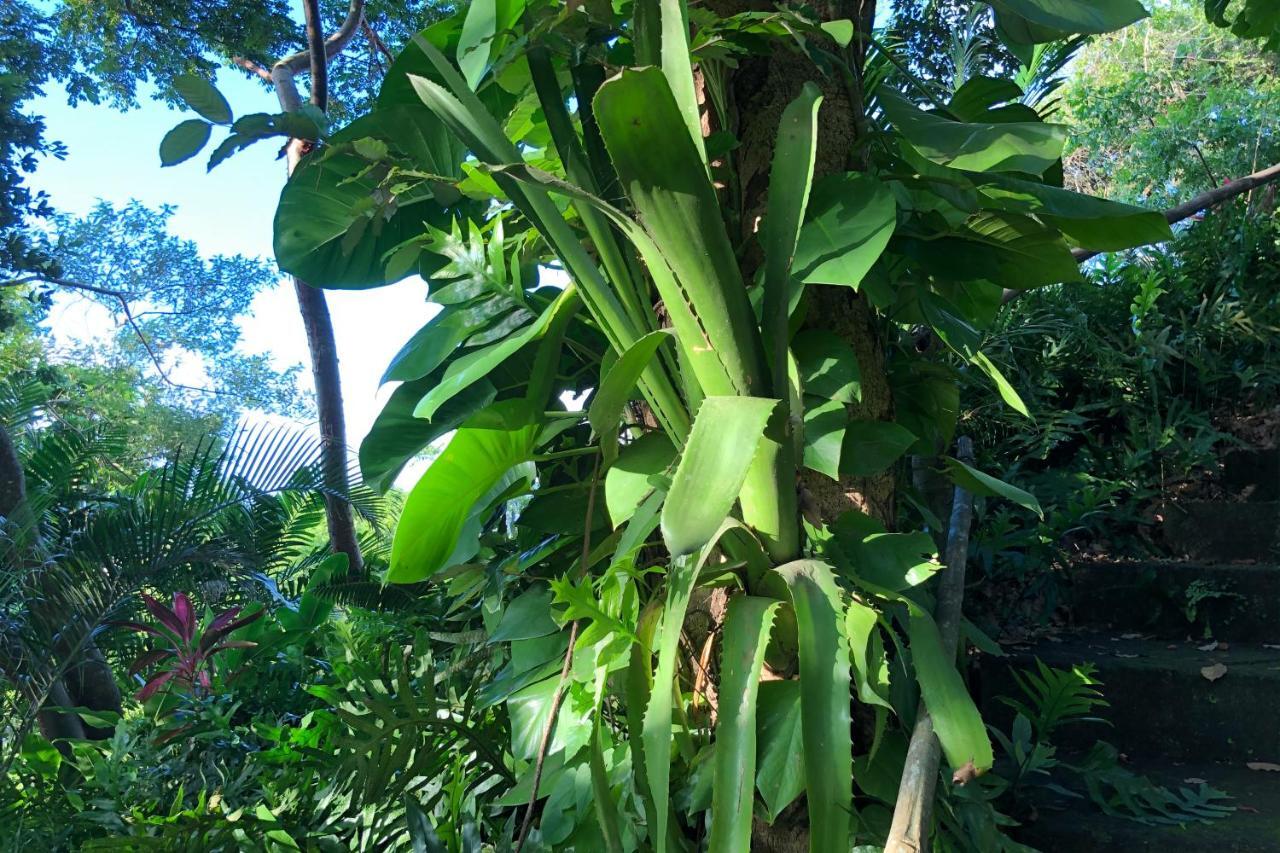 Iguana Verde